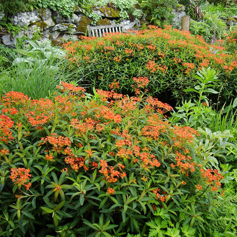 Euphorbia griffithii Dixter - Euphorbe de Griffith (Plant habit)