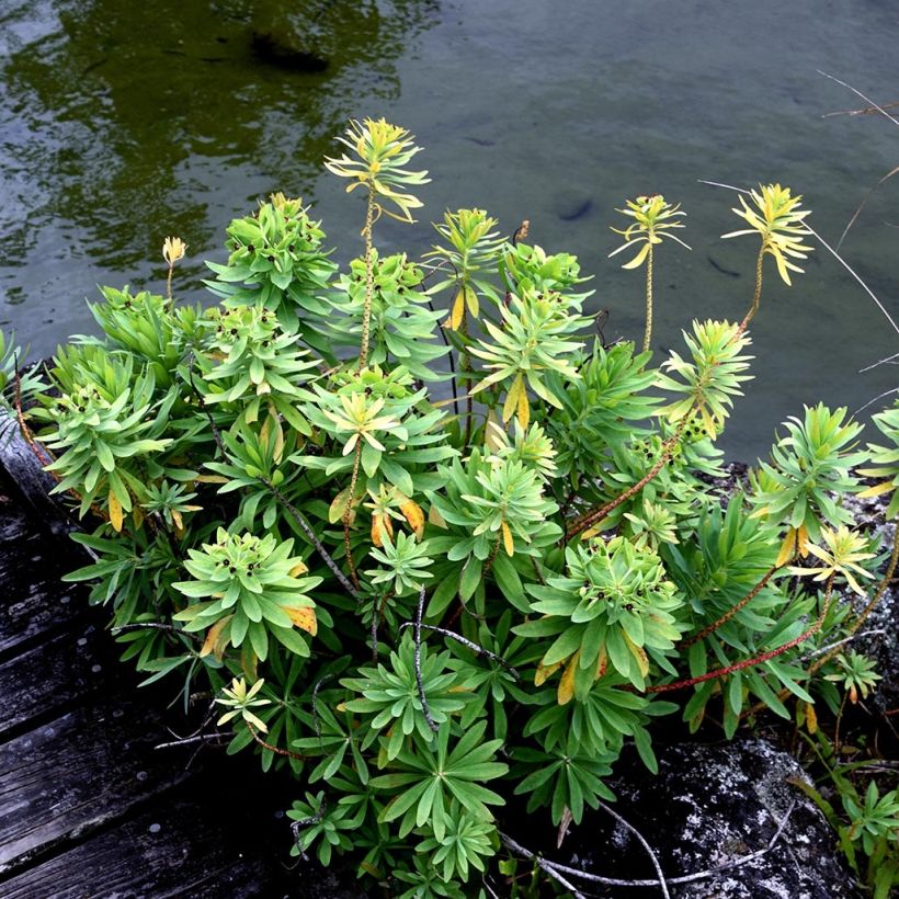 Euphorbia glauca (Plant habit)