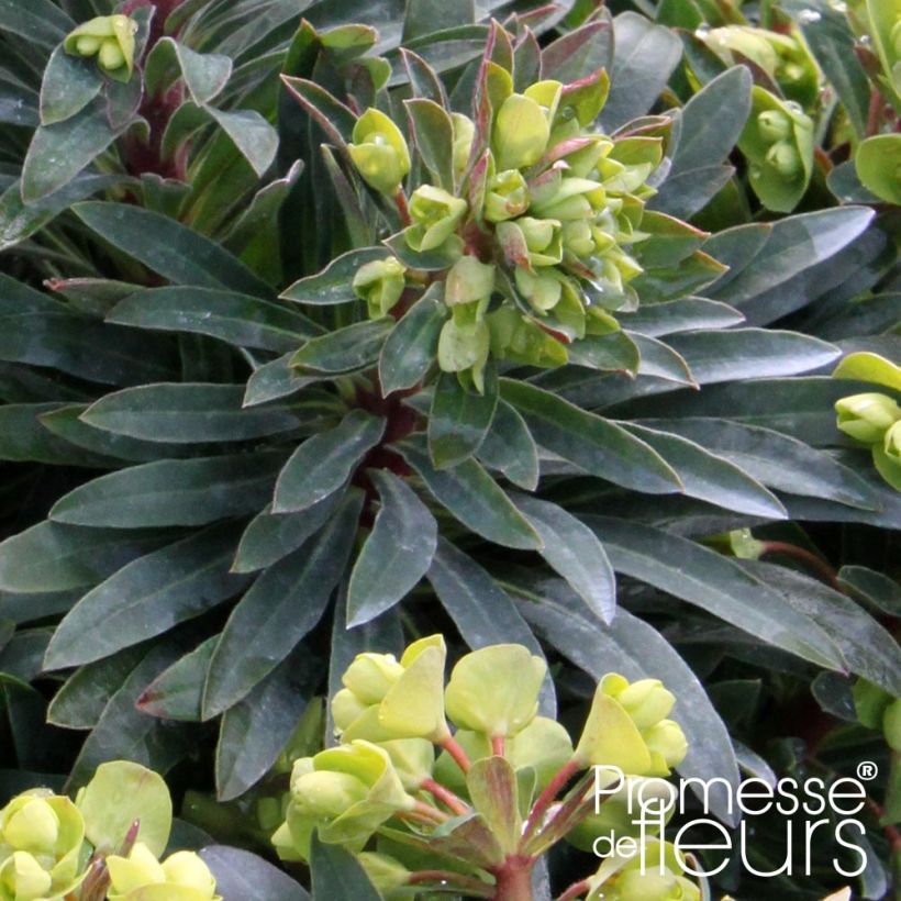 Euphorbe Redwing 'Charam' (Foliage)
