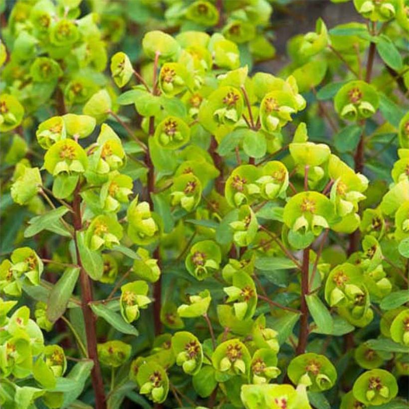 Euphorbia Whistleberry Garnet - Euphorbe (Flowering)