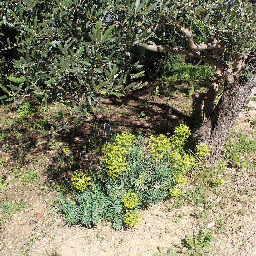Euphorbia characias - Euphorbe arbustive (Plant habit)