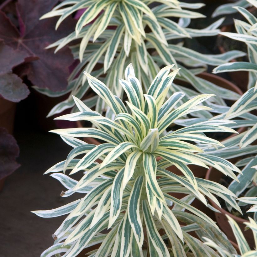 Euphorbia characias Tasmanian Tiger - Euphorbe panachée (Foliage)