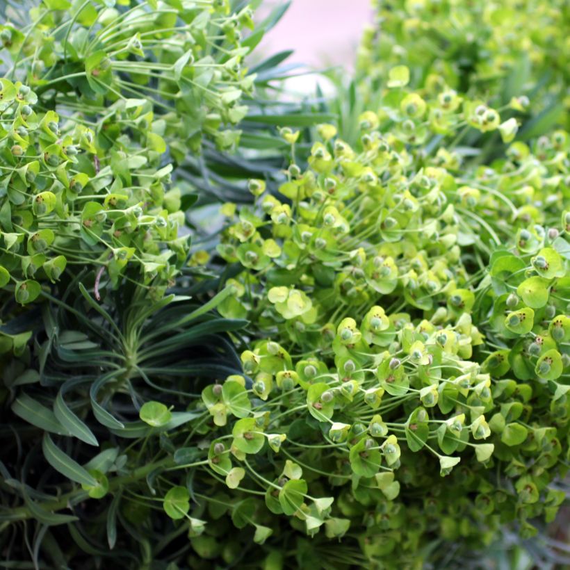 Euphorbe characias ssp. wulfenii (Flowering)