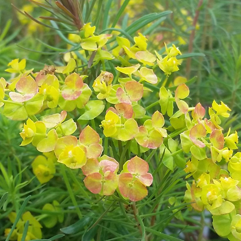 Euphorbia cyparissias Orange Man - Euphorbe petit-cyprès (Flowering)