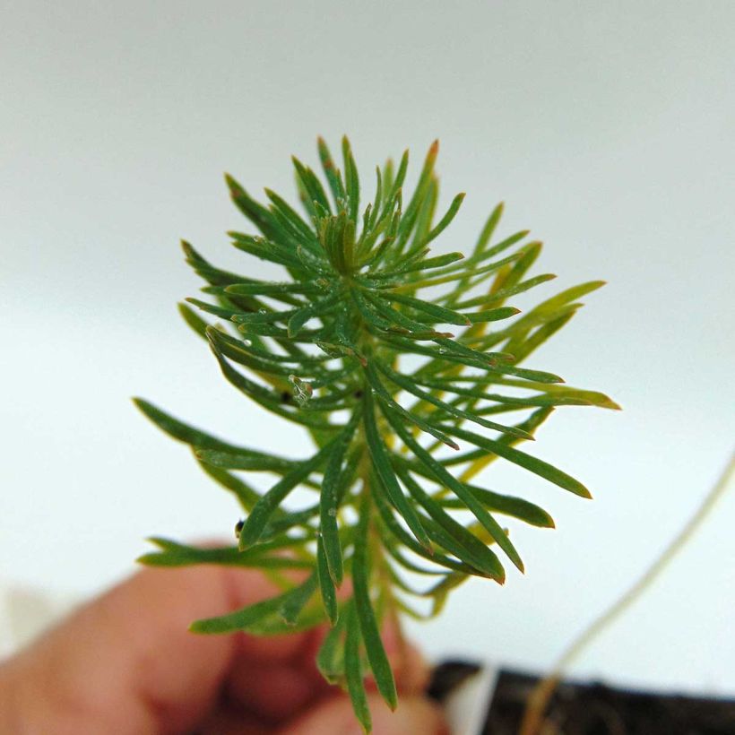 Euphorbia cyparissias Orange Man - Euphorbe petit-cyprès (Foliage)