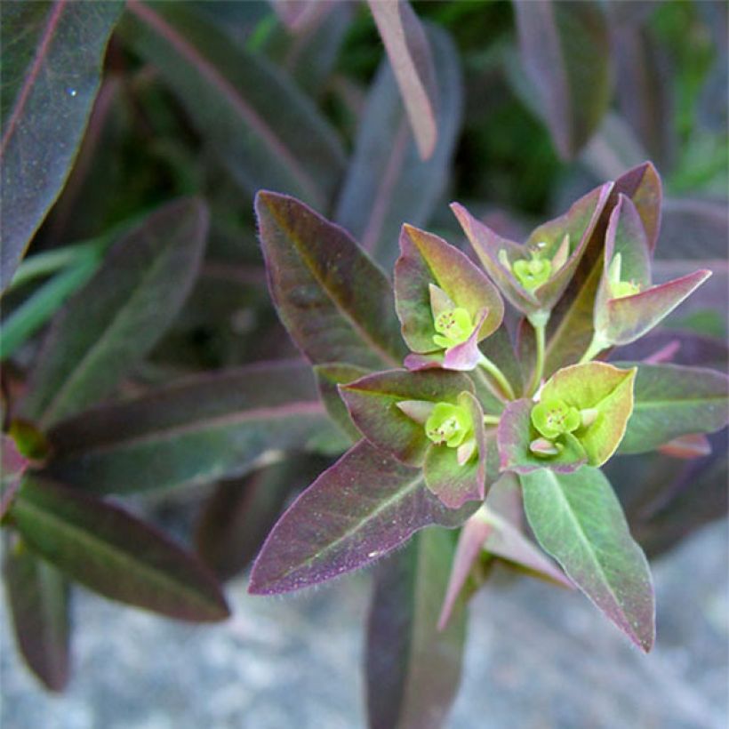 Euphorbia dulcis Chameleon (Foliage)