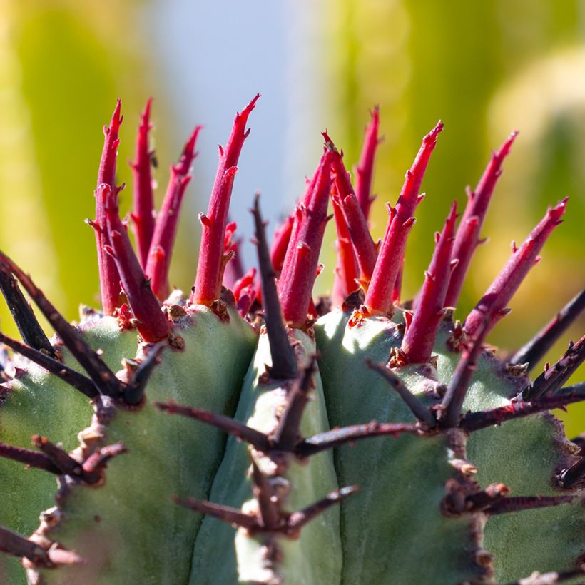 Euphorbia horrida Alba - Euphorbe (Foliage)