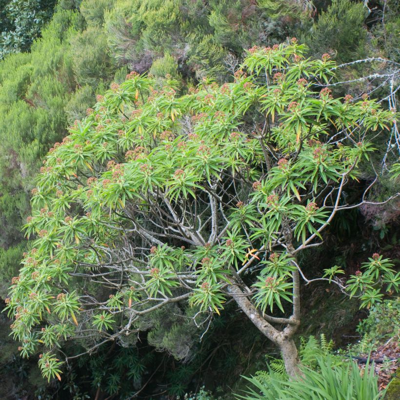 Euphorbe mellifère - Euphorbia mellifera (Plant habit)
