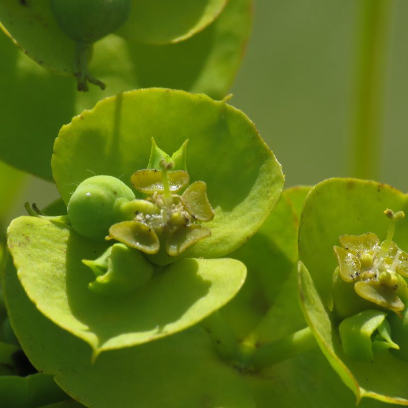 Euphorbe, Euphorbia nicaeensis (Flowering)
