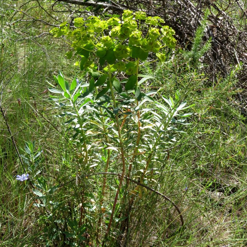 Euphorbe, Euphorbia nicaeensis (Plant habit)