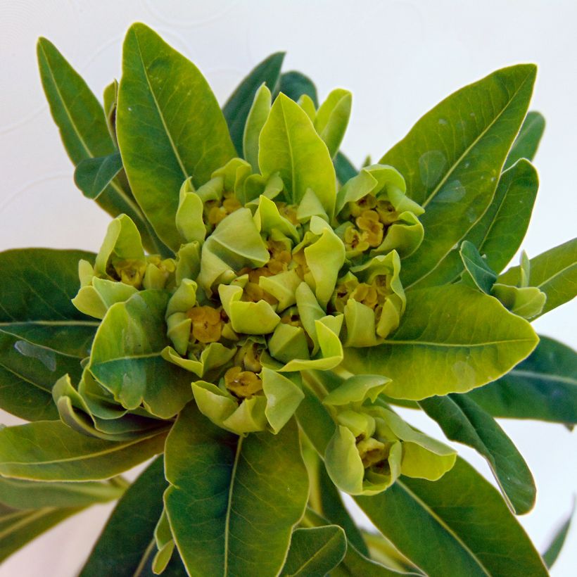 Euphorbia palustris - Euphorbe des marais (Flowering)