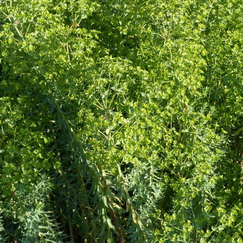 Euphorbia pithyusa Ponte Leccia - Euphorbe des Baléares (Flowering)