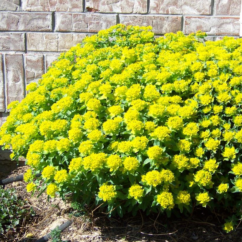 Euphorbe, Euphorbia polychroma Major (Plant habit)