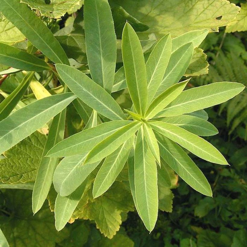 Euphorbe, Euphorbia sarawschanica (Foliage)