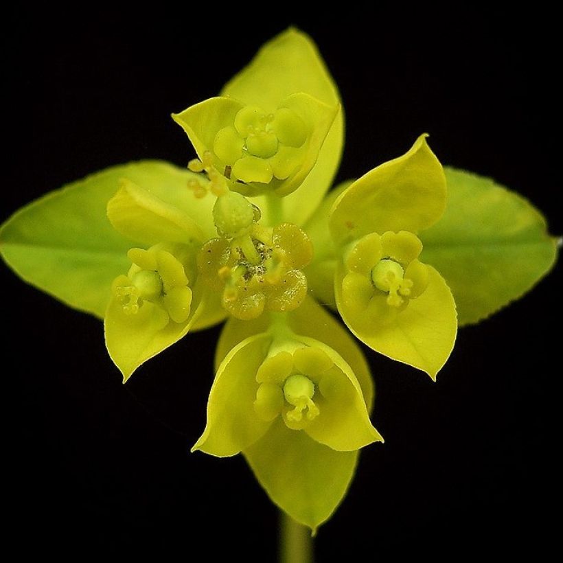 Euphorbe, Euphorbia sarawschanica (Flowering)