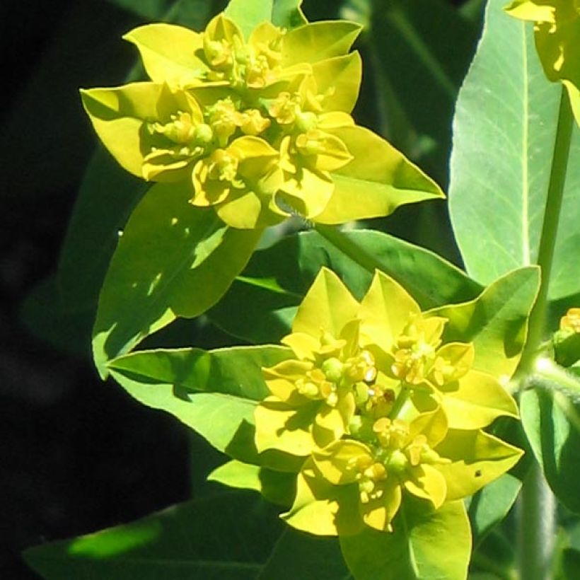 Euphorbia schillingii - Euphorbe schillingii (Flowering)