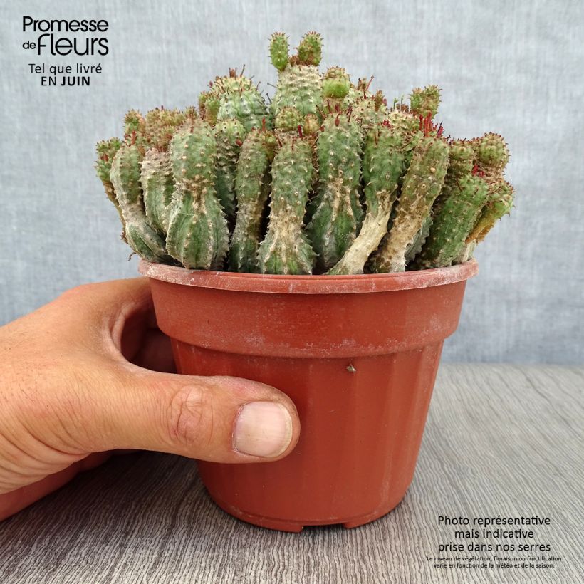 Example of Euphorbia submammillaris Pot de 12 cm / 13 cm as you get in ete