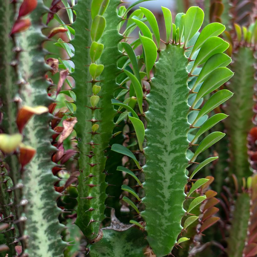 Euphorbia trigona - Euphorbe cactus (Foliage)