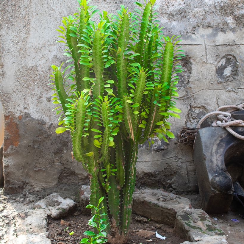 Euphorbia trigona - Euphorbe cactus (Plant habit)