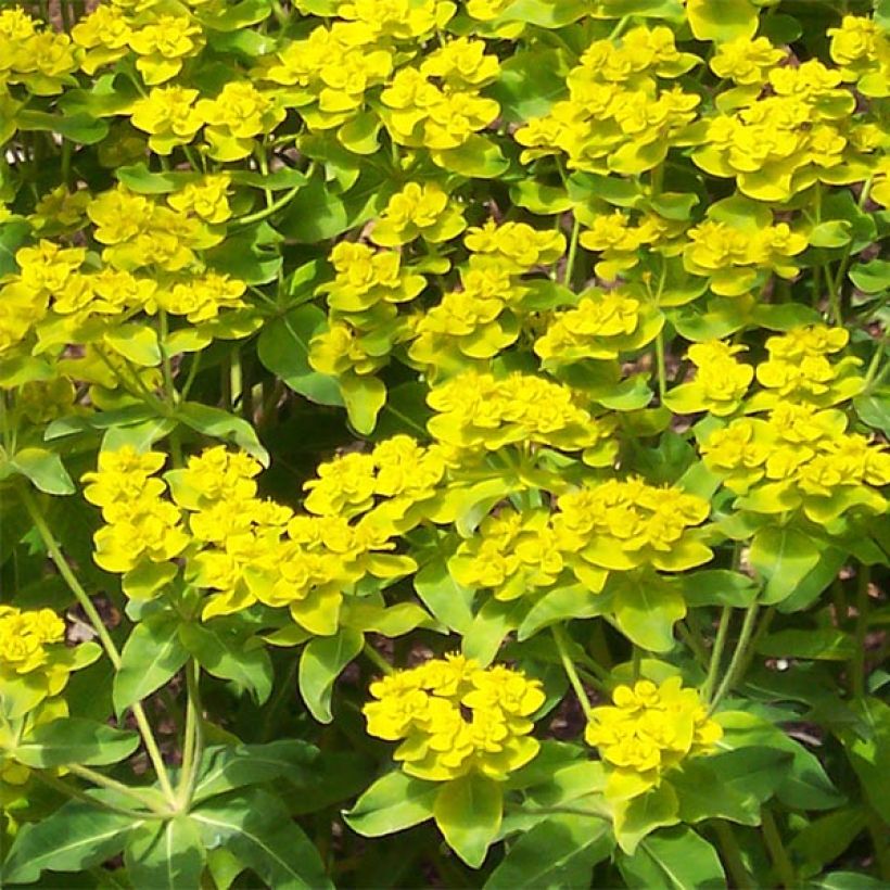 Euphorbia wallichii - Euphorbe (Flowering)