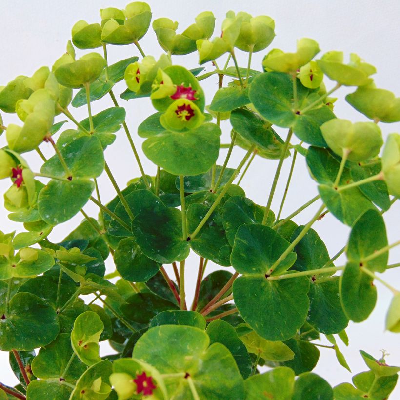 Euphorbia x martinii Baby Charm - Euphorbe hybride (Foliage)