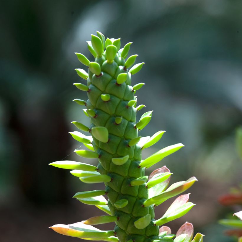Euphorbia ritchiei - Euphorbe succulente (Foliage)