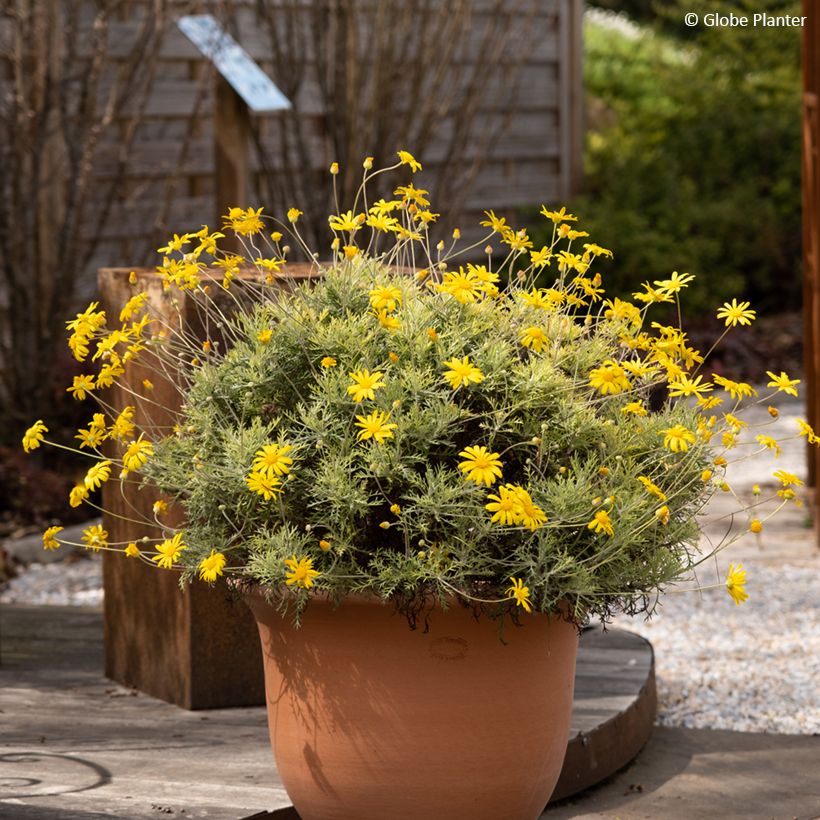 Euryops Infinity - Marguerite des savanes (Plant habit)