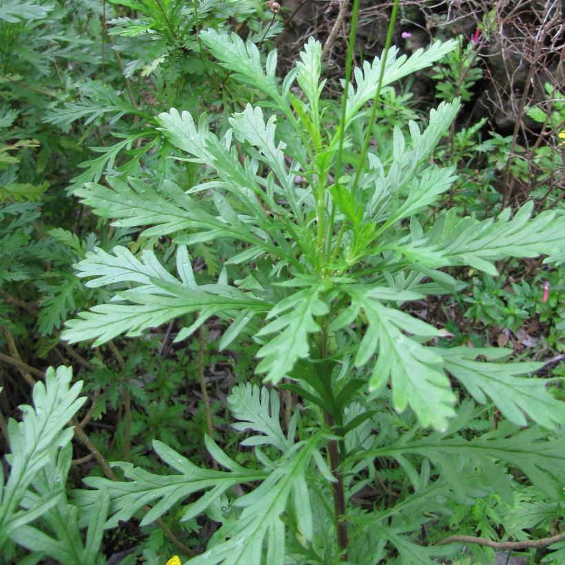 Euryops chrysanthemoides - Marguerite de la savane. (Foliage)