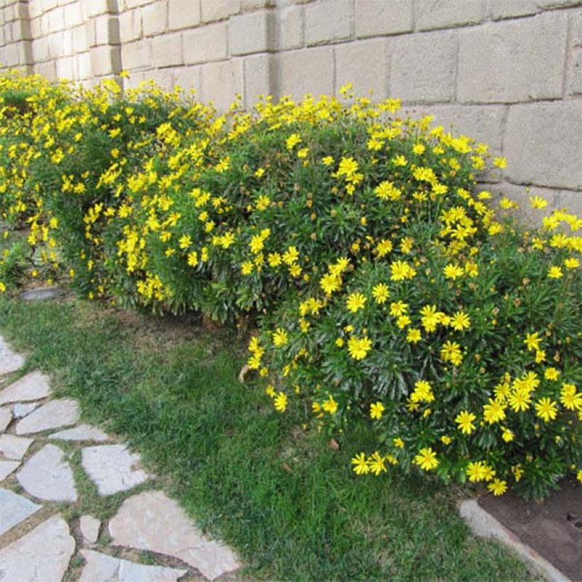 Euryops chrysanthemoides - Marguerite de la savane. (Plant habit)