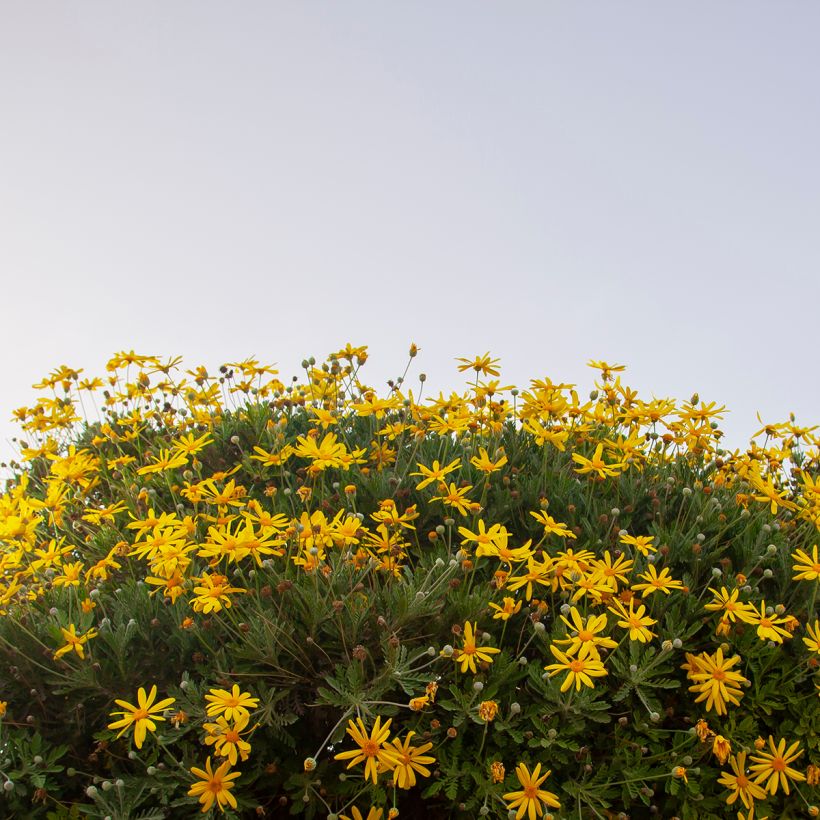 Euryops chrysanthemoides Sonnenschein - Marguerite de la savane (Plant habit)