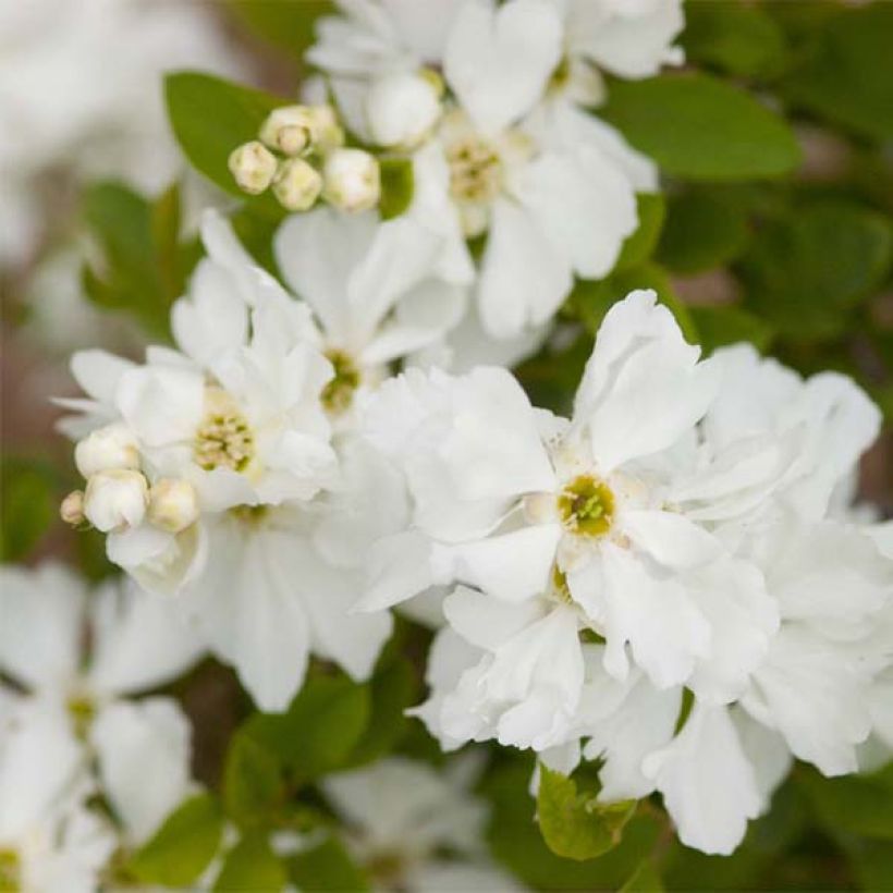 Exochorda Lotus Moon - Exochorde hybride - Arbre aux perles (Flowering)