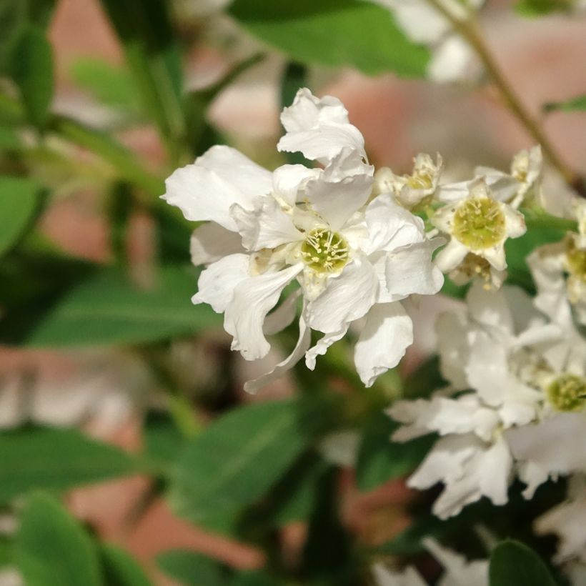 Exochorda x macrantha The Bride (Flowering)