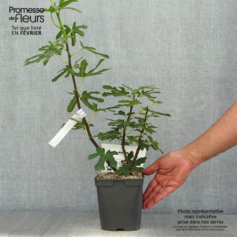 Example of Figuier Marseillaise - Ficus carica    Pot de 2L/3L as you get in automne
