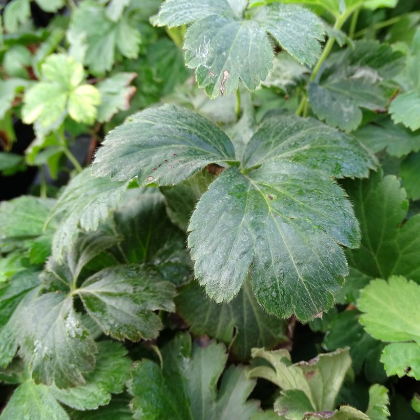 Fraisier stérile - Waldsteinia ternata (Foliage)