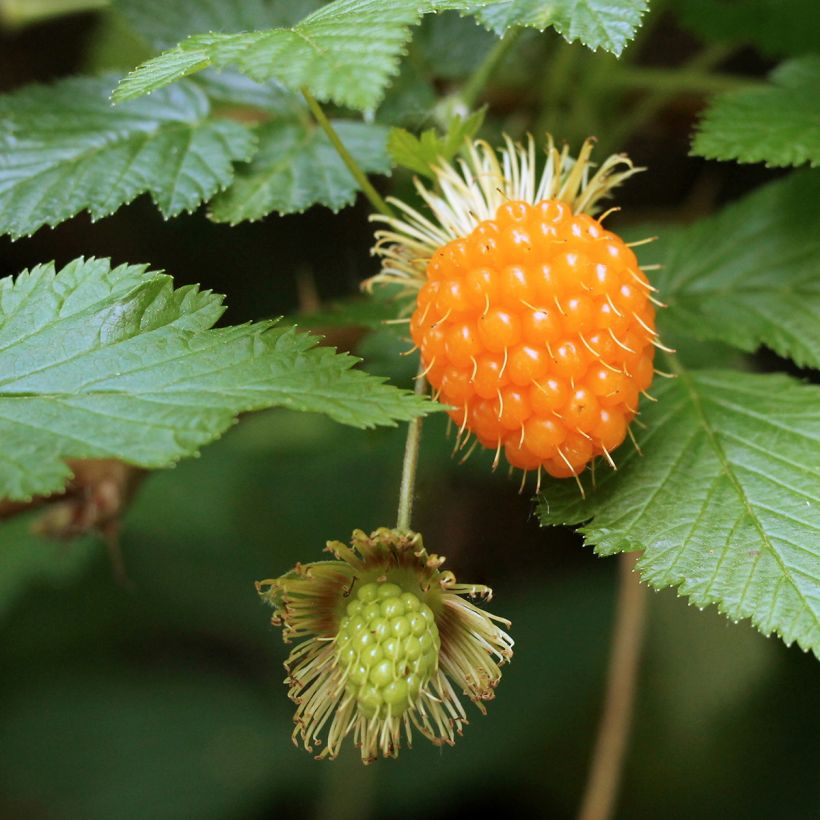Rubus spectabilis Pacific Rose - Ronce remarquable (Harvest)