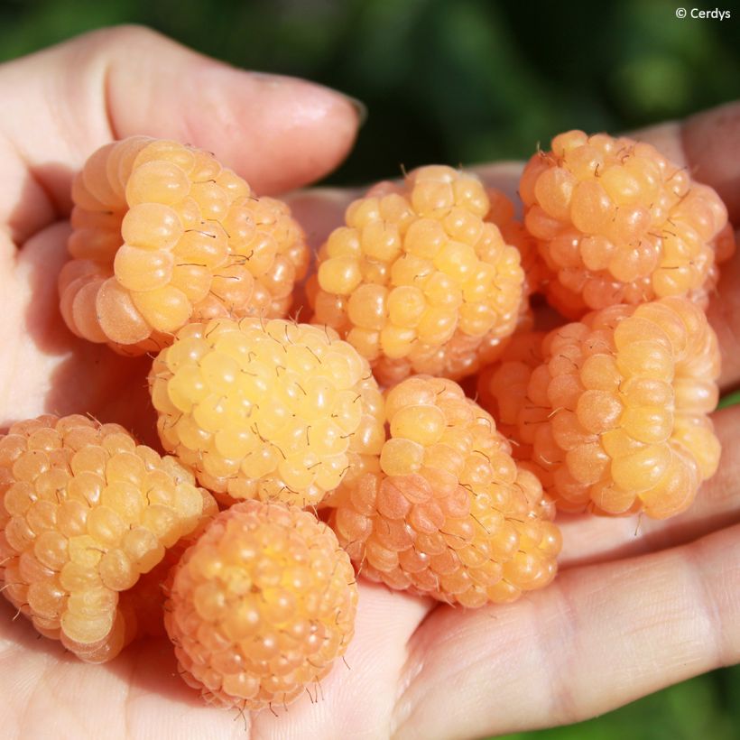 Framboisier Schlaraffia Golddigger - Rubus idaeus (Harvest)