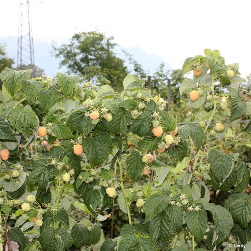 Framboisier Schlaraffia Golddigger - Rubus idaeus (Plant habit)