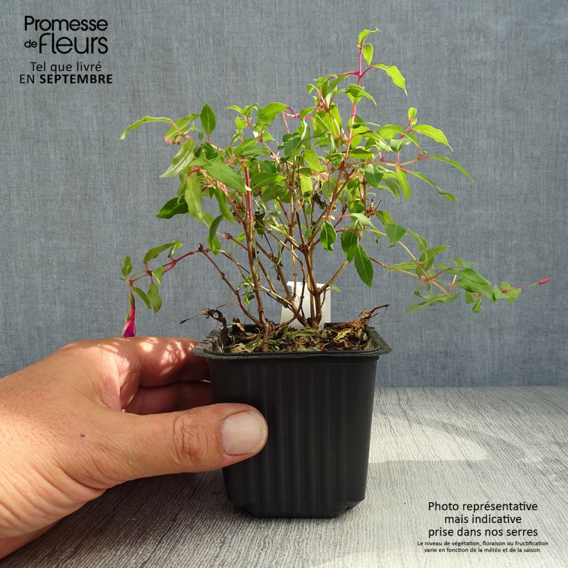 Example of Fuchsia magellanica Godet de 8/9 cm as you get in automne