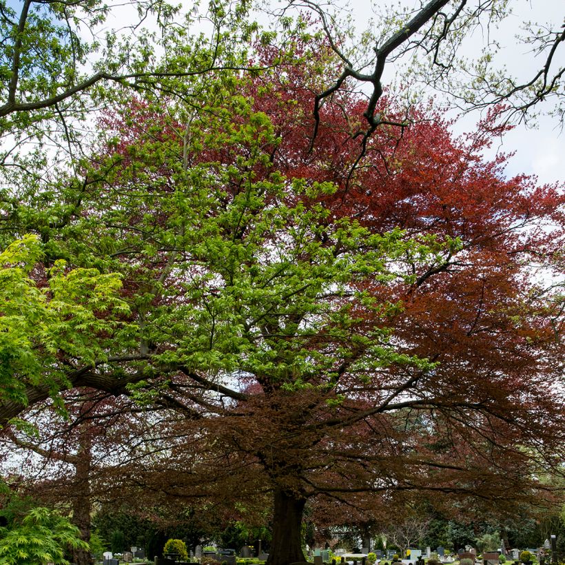 Fagus sylvatica Atropurpurea - Hêtre pourpre (Plant habit)
