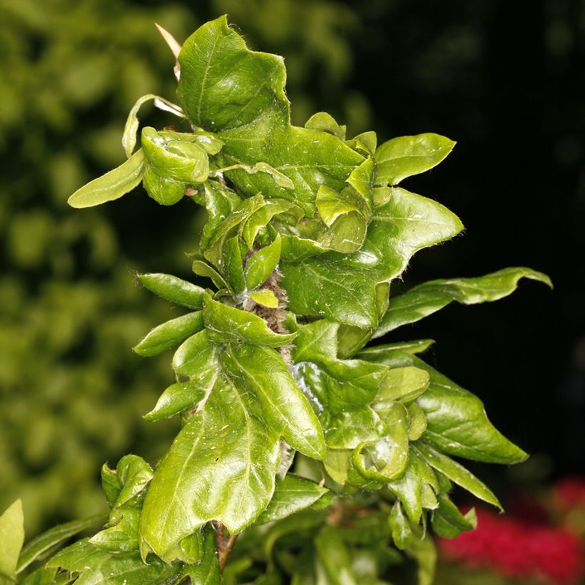 Fagus sylvatica Cristata - Hêtre commun (Foliage)