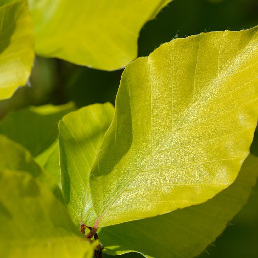Fagus sylvatica Dawyck Gold - Hêtre fastigié doré (Foliage)