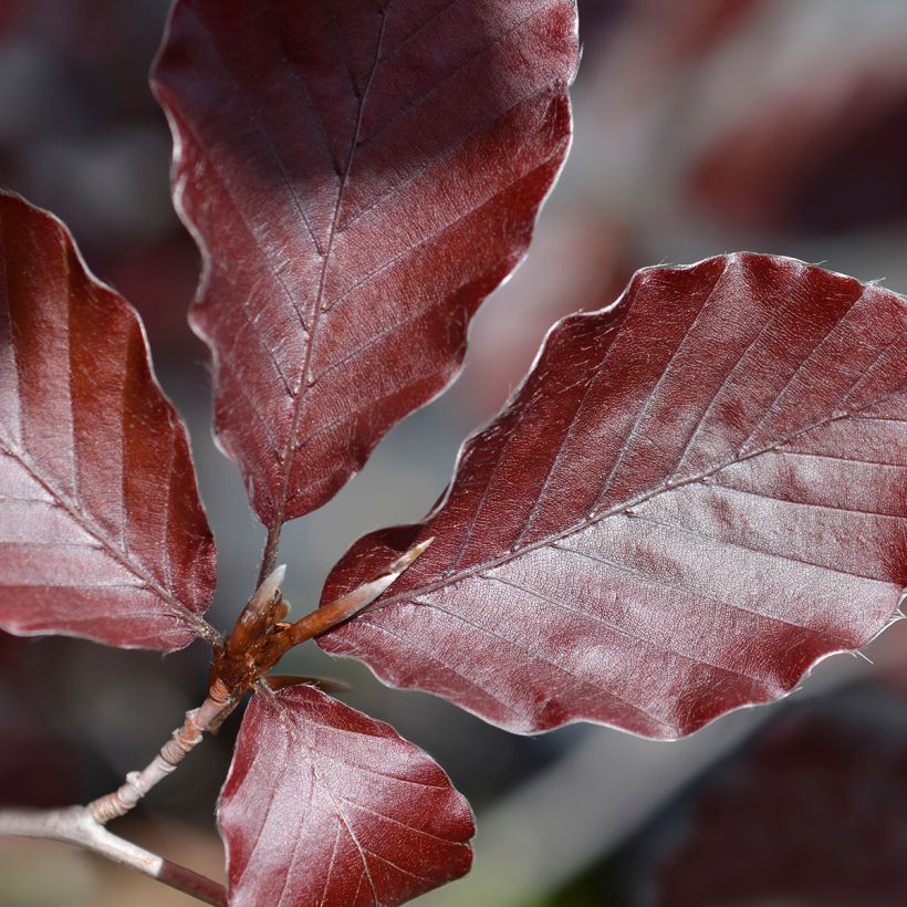 Fagus sylvatica Dawyck Purple - Hêtre fastigié pourpre (Foliage)