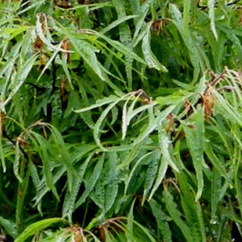 Fagus sylvatica Mercedes - Hêtre nain (Foliage)