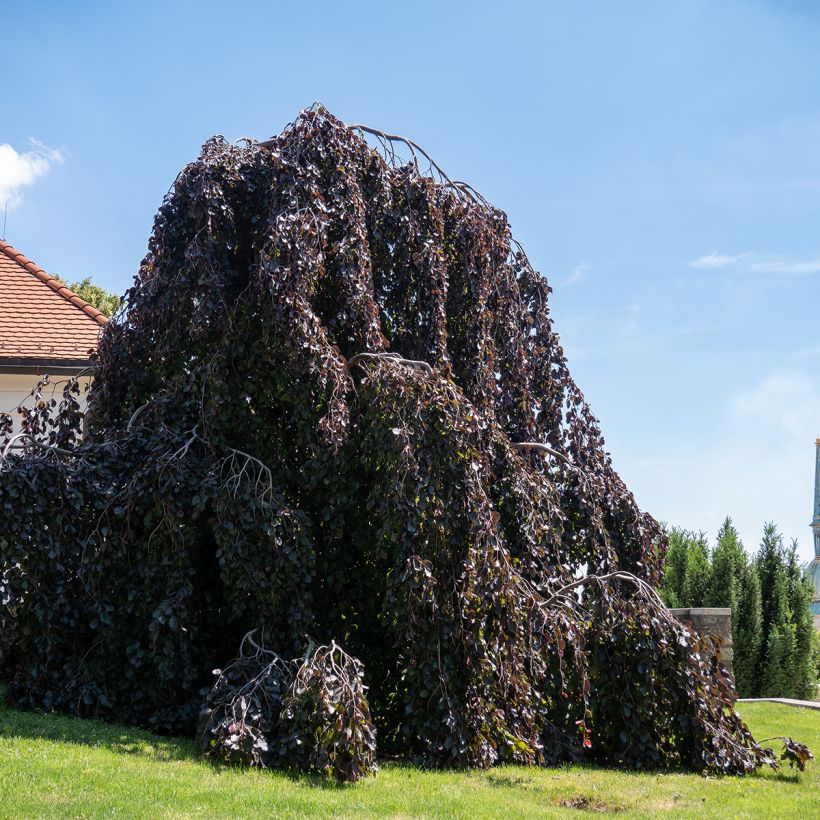Fagus sylvatica Purple Fountain - Hêtre pourpre pleureur (Plant habit)