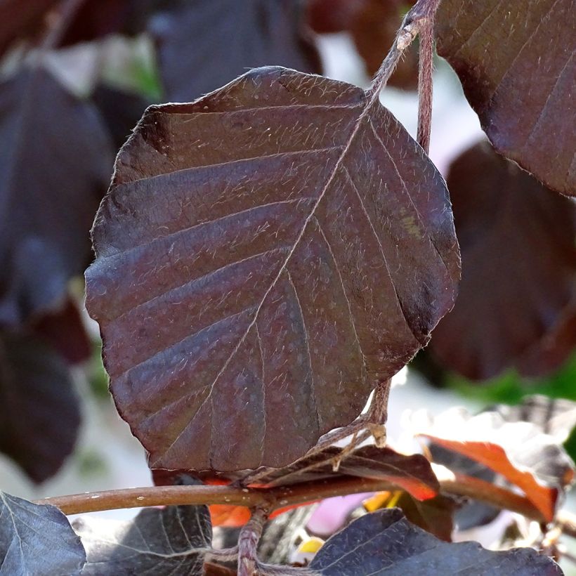 Fagus sylvatica Purple Fountain - Hêtre pourpre pleureur (Foliage)