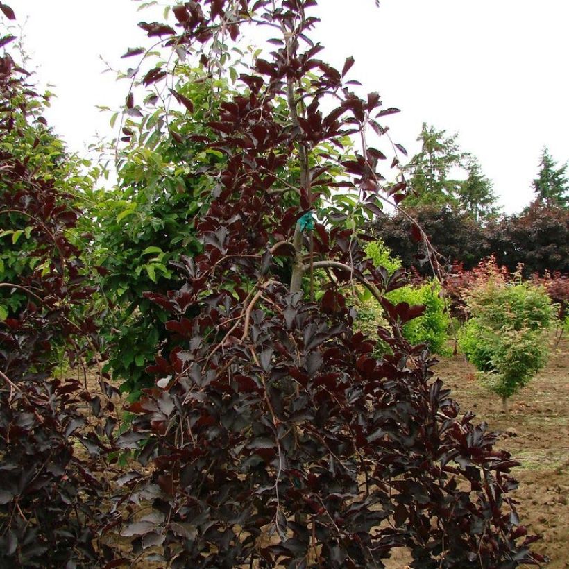 Hêtre pourpre pleureur - Fagus sylvatica Purpurea Pendula (Plant habit)