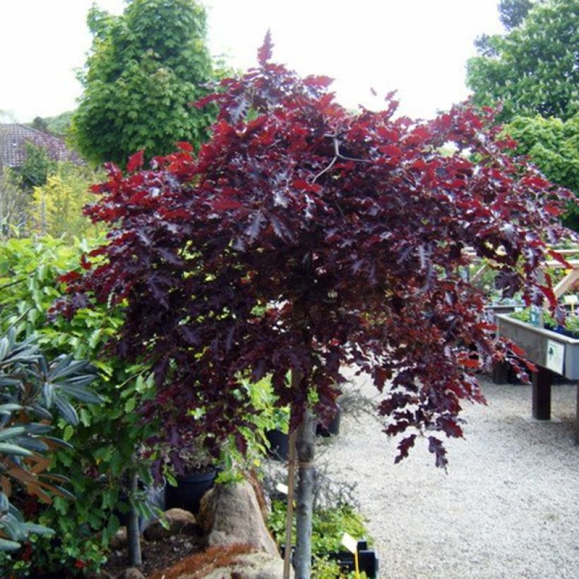 Fagus sylvatica Rohan Weeping - Hêtre pourpre pleureur (Plant habit)