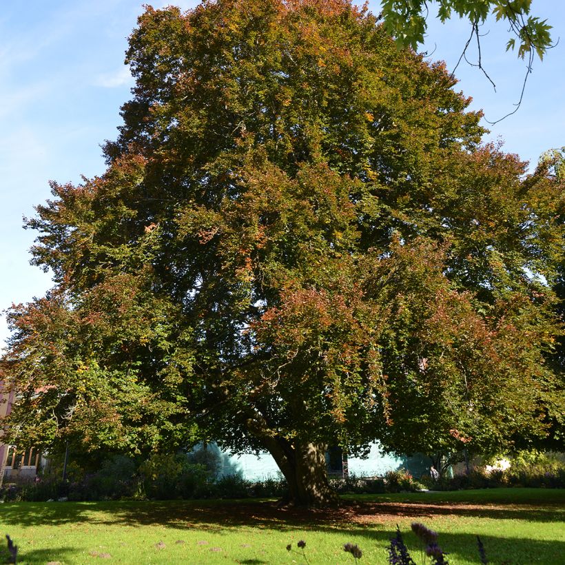 Fagus sylvatica Swat Magret - Hêtre pourpre (Plant habit)