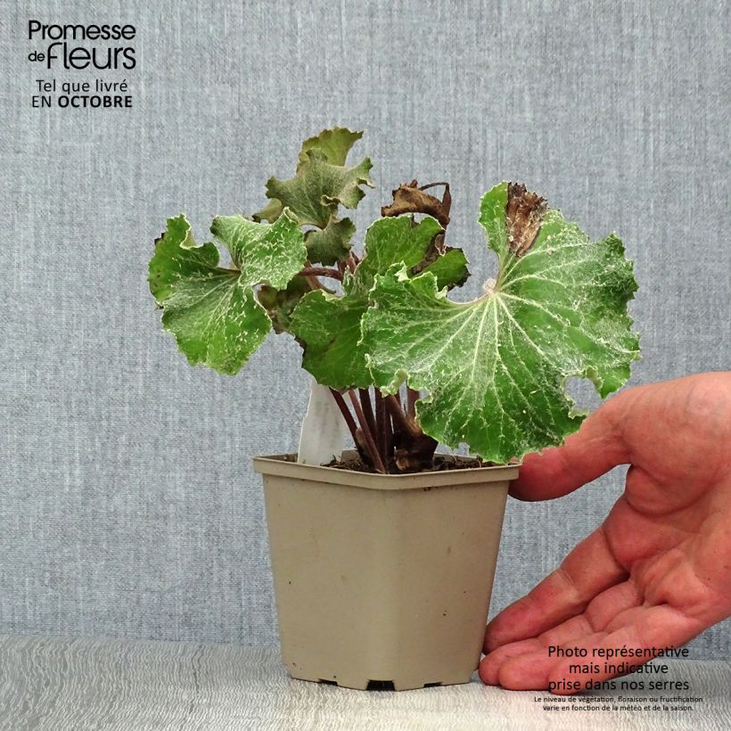 Example of Farfugium japonicum Wavy Gravy - Plante panthère Godet de 8/9 cm as you get in automne