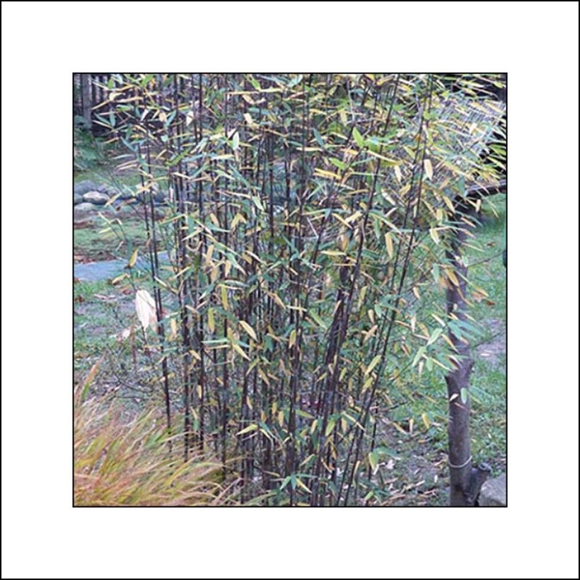 Fargesia Black Dragon - Bambou noir non traçant  (Plant habit)